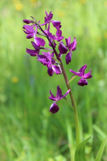 Alpesisa (GE)